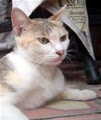 Kamengu
