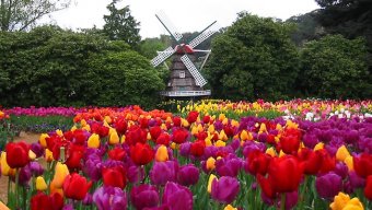 tulipfarm