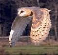 barnowl