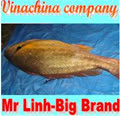 vinachina