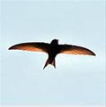 skybird