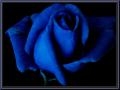 Rose_blue03