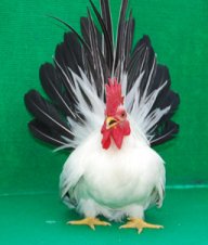 Chickenteen