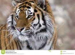 TigerStockNo1