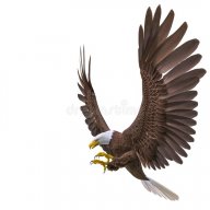 Eagle_hunting