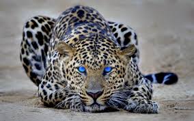 Leopard_CK