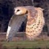 barnowl