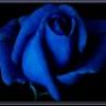 Rose_blue03