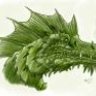 Green.Dragon