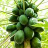 GreenPapaya