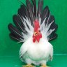 Chickenteen