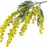 mimosa9495c
