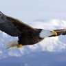 the_eagle