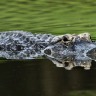 Crocodile68