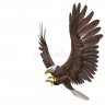 Eagle_hunting