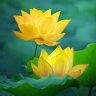 Lotus1001