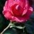 MoneyFlower
