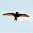 skybird