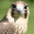 falcon