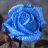 Rose11