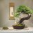 sangbonsai