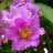 CuuAmChanKinh234