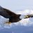 the_eagle