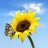 Sunflower91