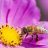 HumbleBee
